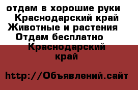 отдам в хорошие руки - Краснодарский край Животные и растения » Отдам бесплатно   . Краснодарский край